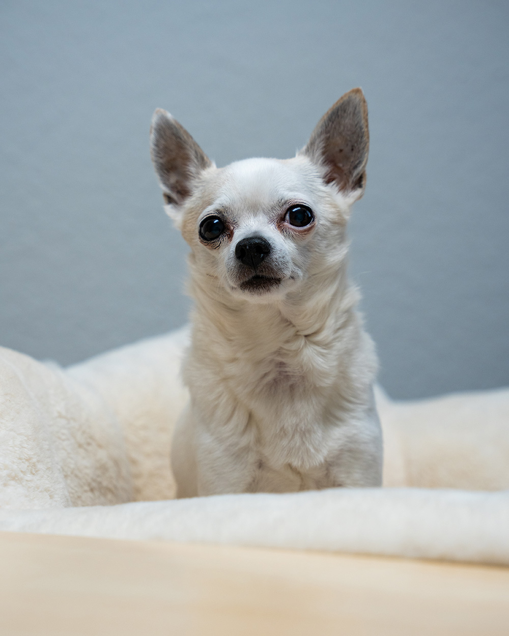 Chiccolino — der Feel Good Manager